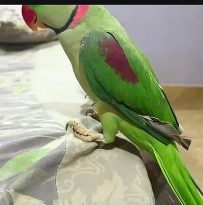 Kashmiri raw parrot for sale and time vice train vaccine mukammal