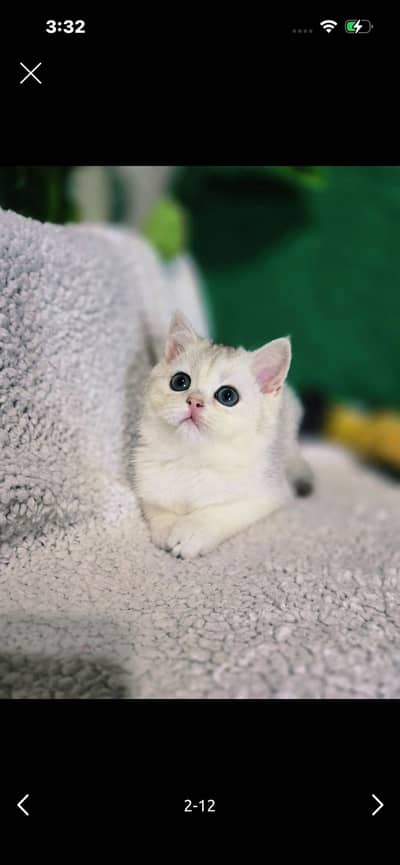 British Short Hair Kittens Available