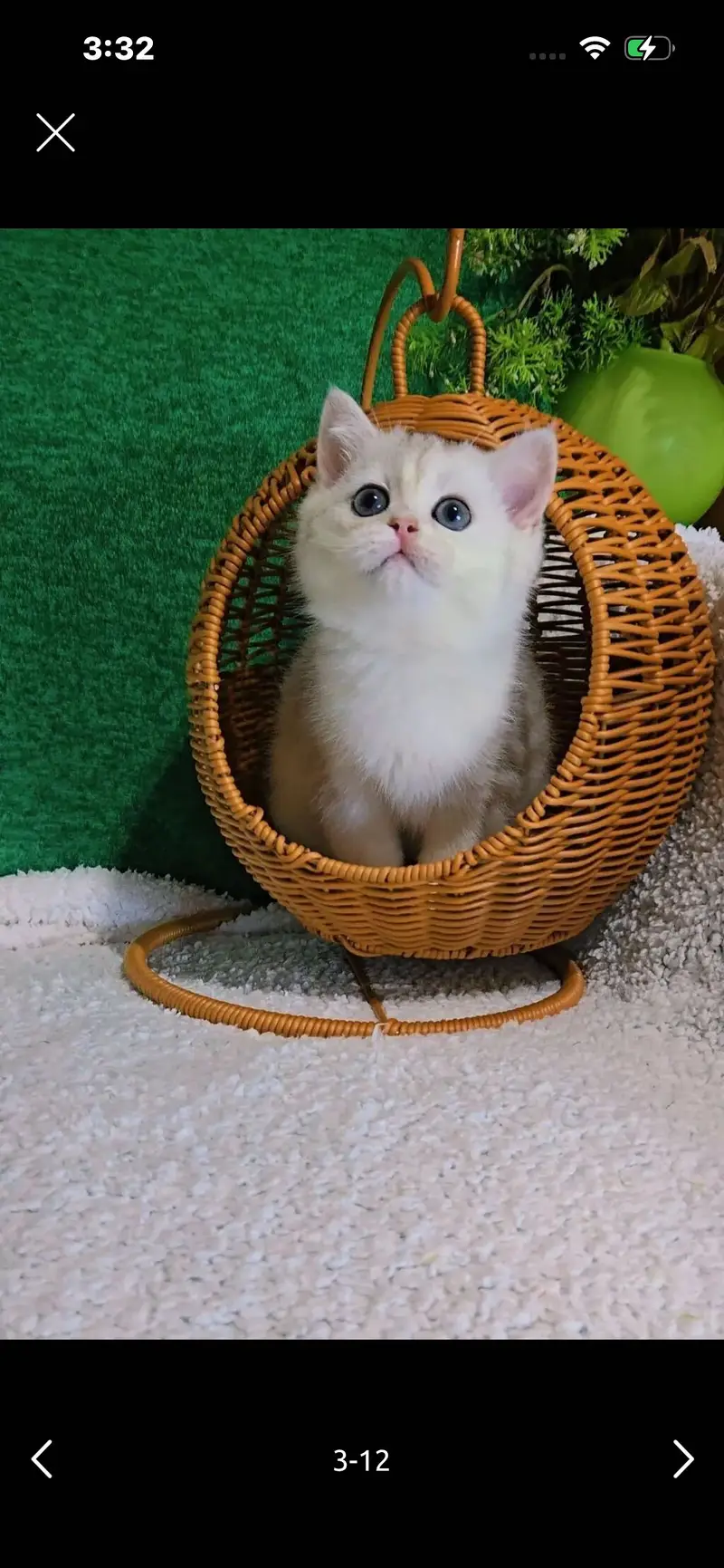 British Short Hair Kittens Available — photo 2