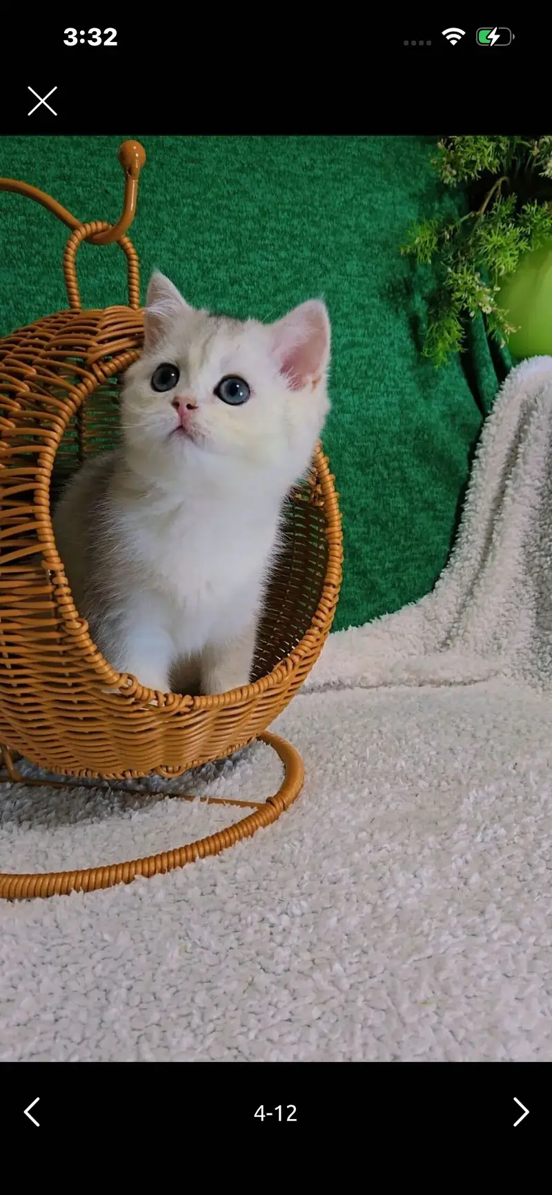 British Short Hair Kittens Available — photo 3