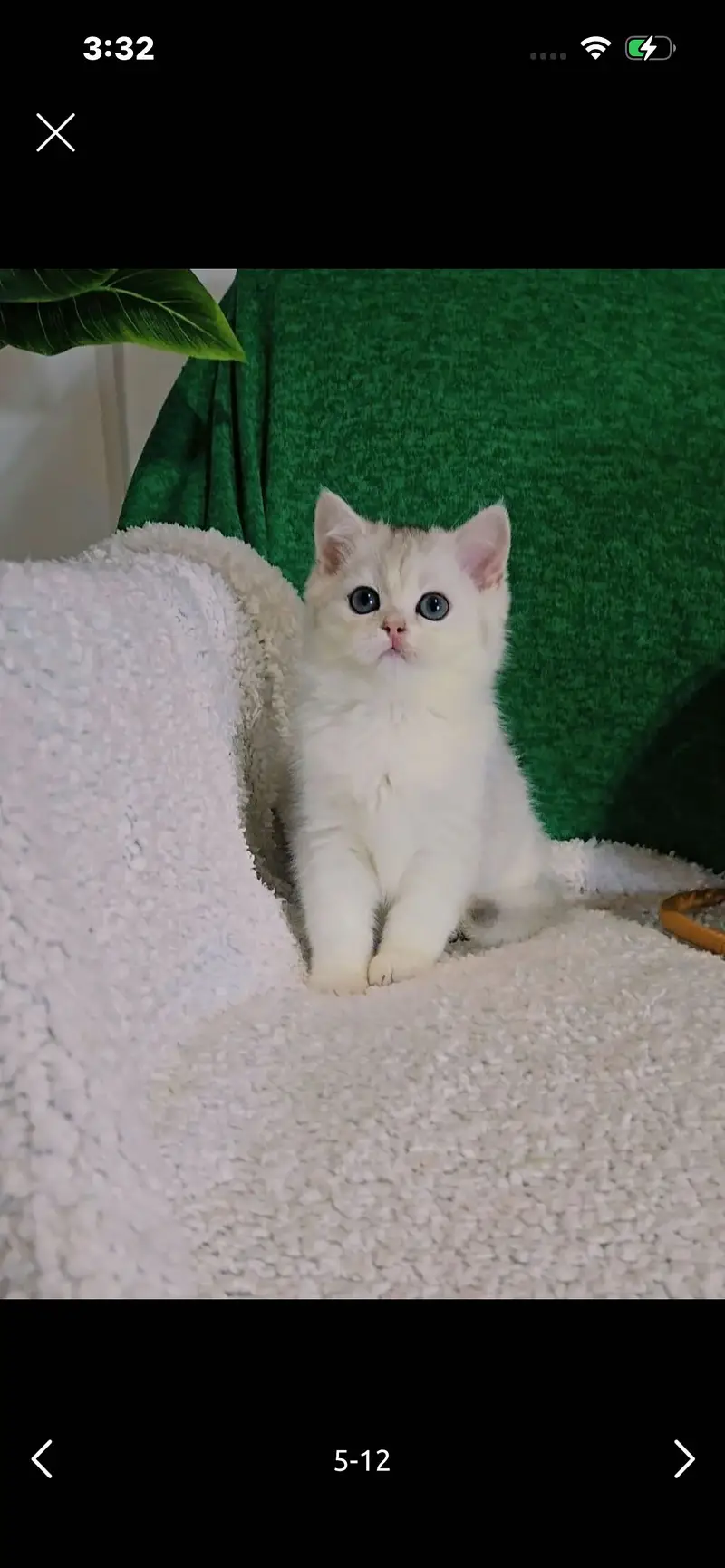 British Short Hair Kittens Available — photo 4