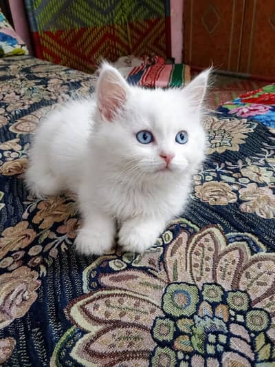 Persian Kitten for sale