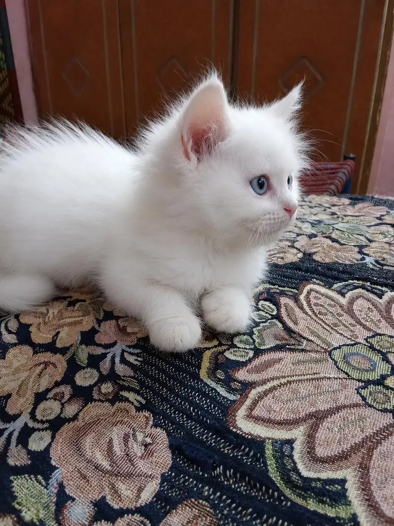 Persian Kitten for sale — photo 2