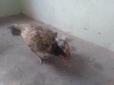 aseel murgi with chicks