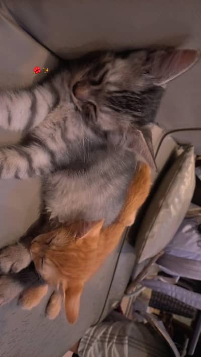 Kittens for Sale 4500 each