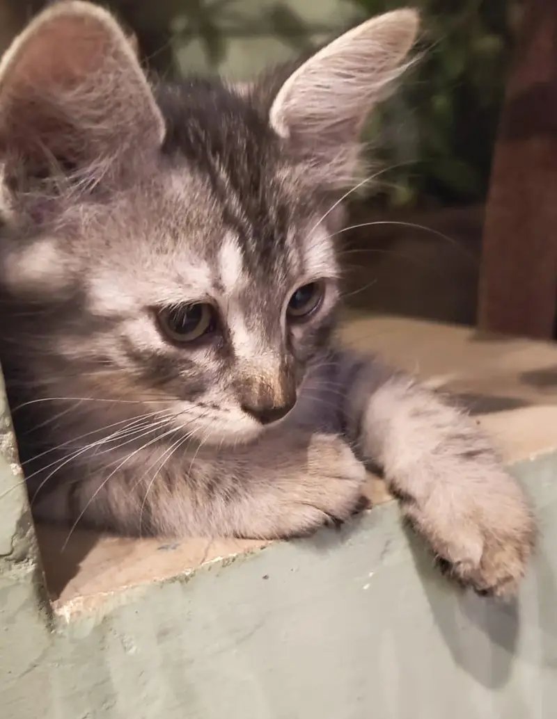 Kittens for Sale 4500 each — photo 2