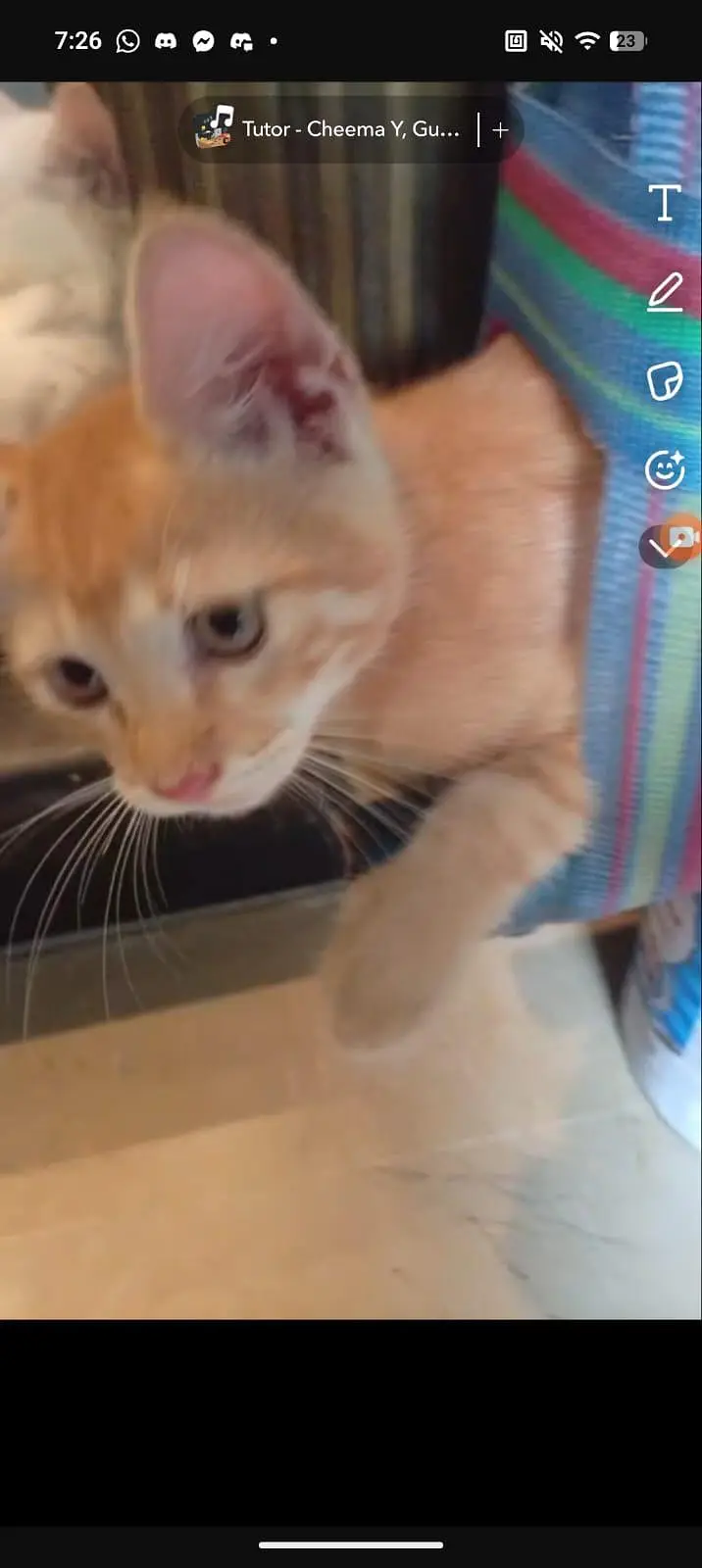 Kittens for Sale 4500 each — photo 3