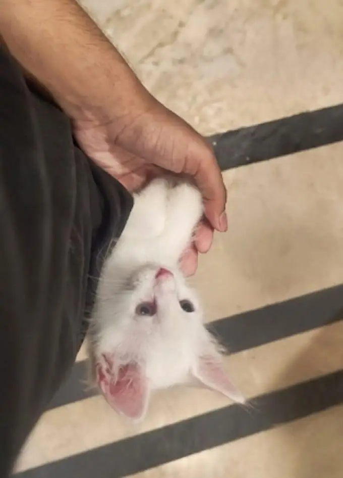 Kittens for Sale 4500 each — photo 4