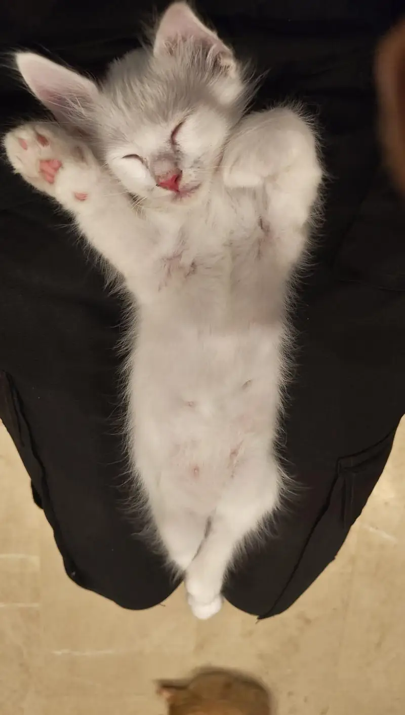 Kittens for Sale 4500 each — photo 5