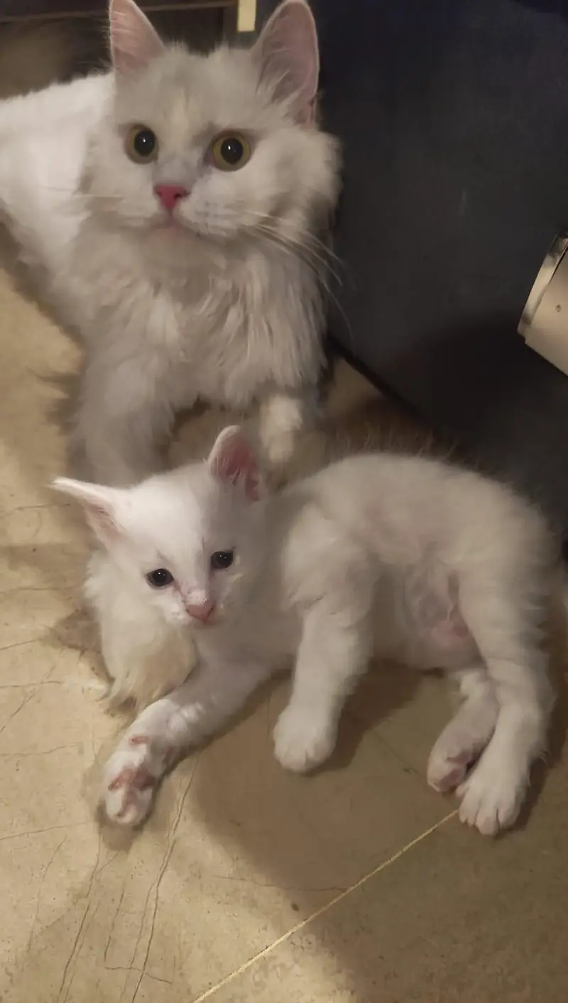 Kittens for Sale 4500 each — photo 7