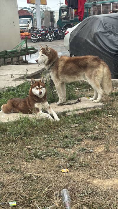 Husky pair