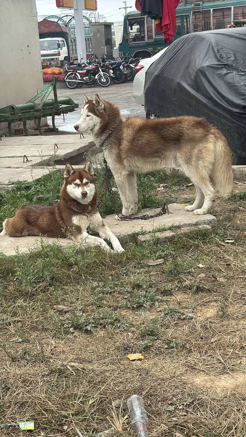 Husky pair 0