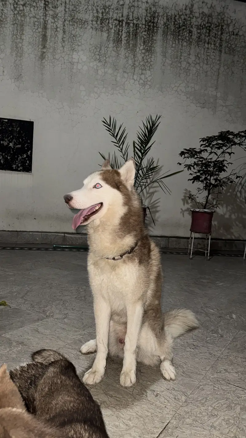 Husky pair — photo 2