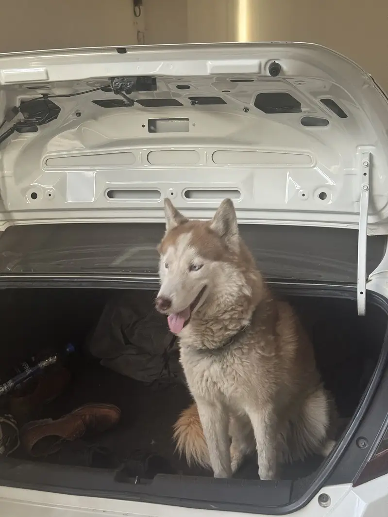 Husky pair — photo 3