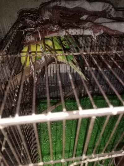 Aoa I am selling the Australian parrots with very responsible price