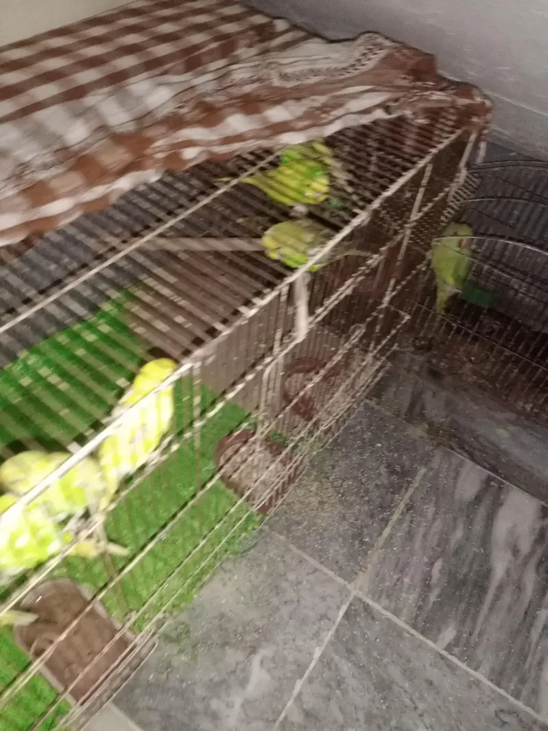 Aoa I am selling the Australian parrots with very responsible price — photo 2