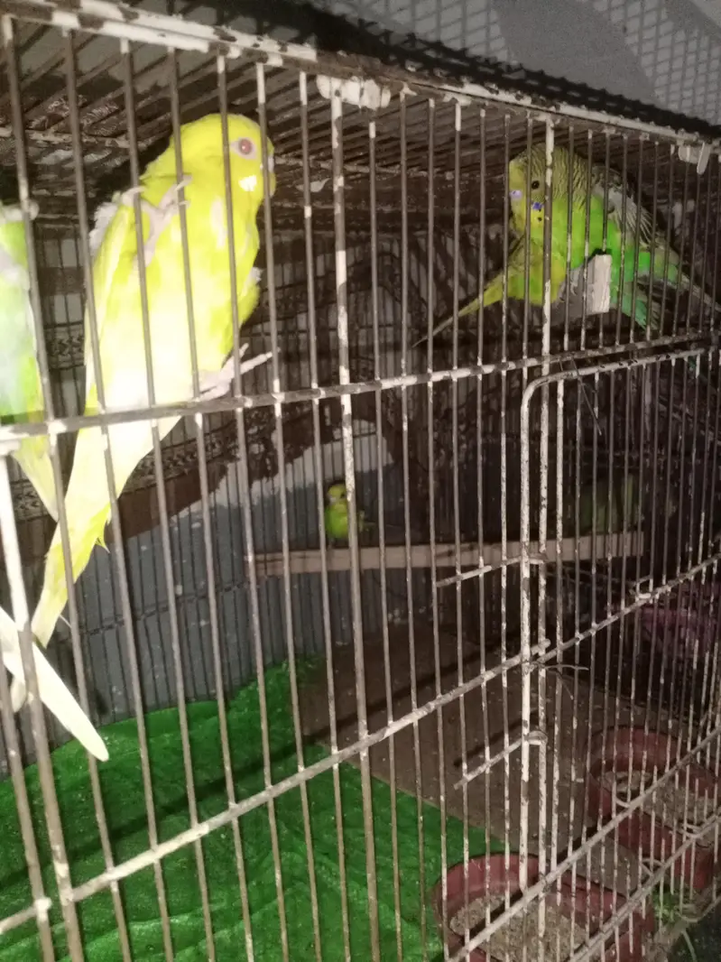 Aoa I am selling the Australian parrots with very responsible price — photo 3