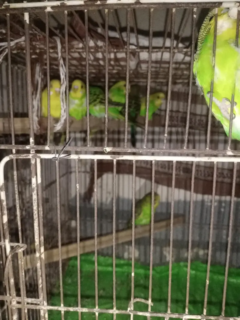 Aoa I am selling the Australian parrots with very responsible price — photo 4