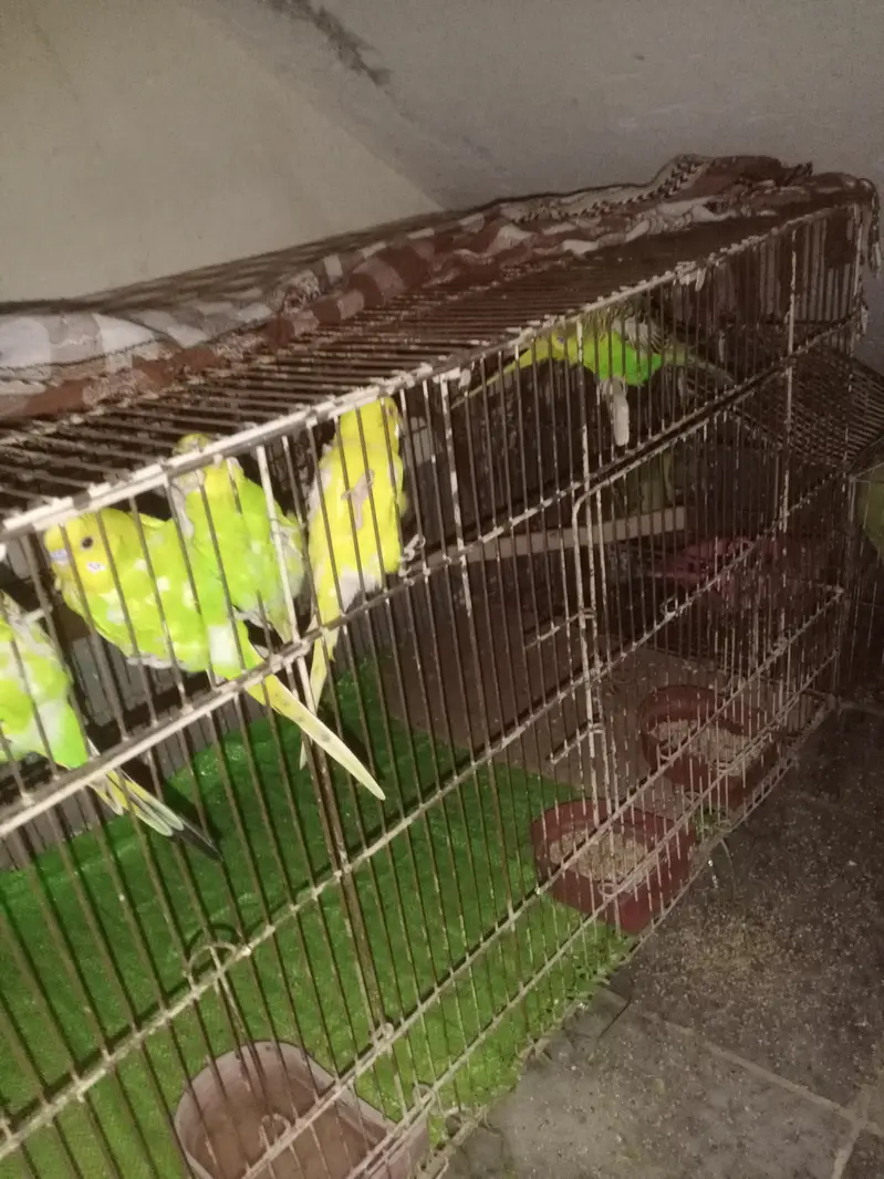 Aoa I am selling the Australian parrots with very responsible price — photo 5