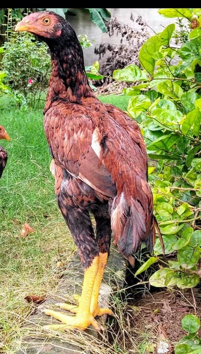 Male Patha
