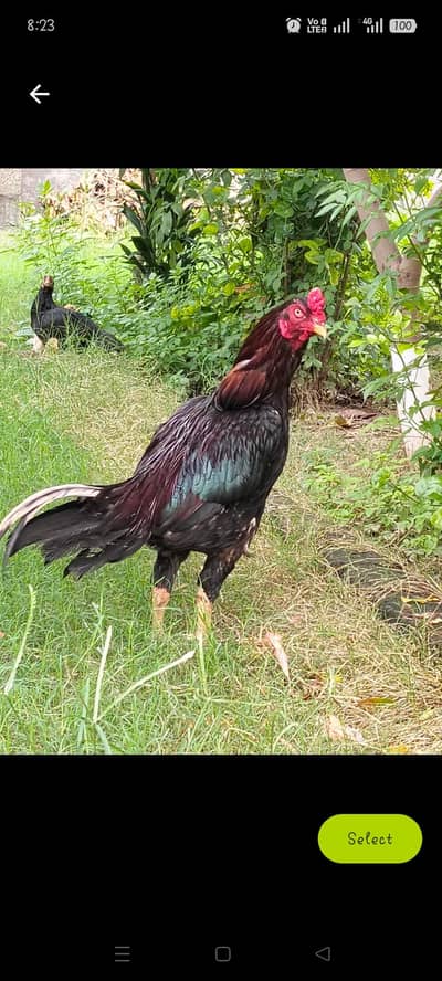 Male Patha