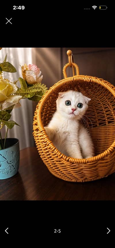 Scotish Fold kittens Available