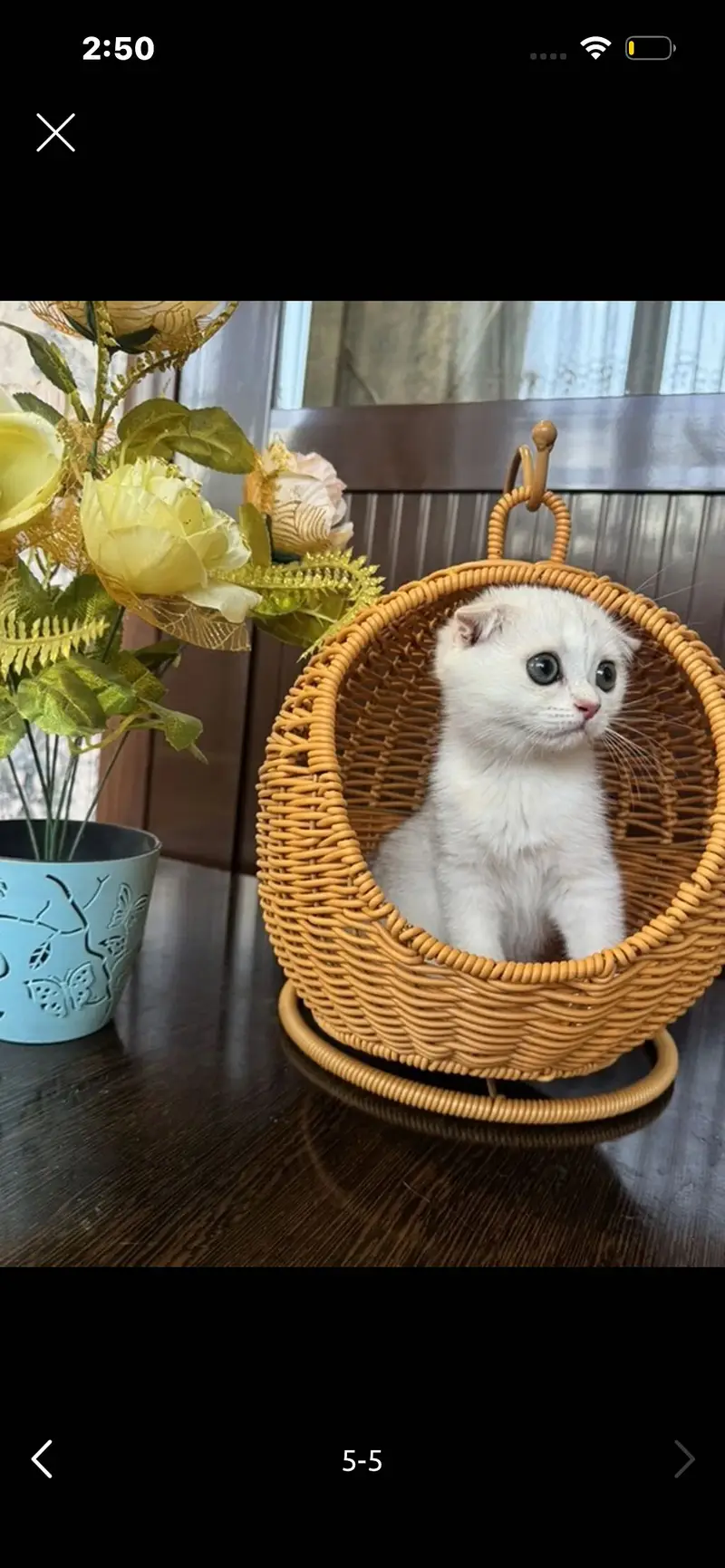 Scotish Fold kittens Available — photo 4