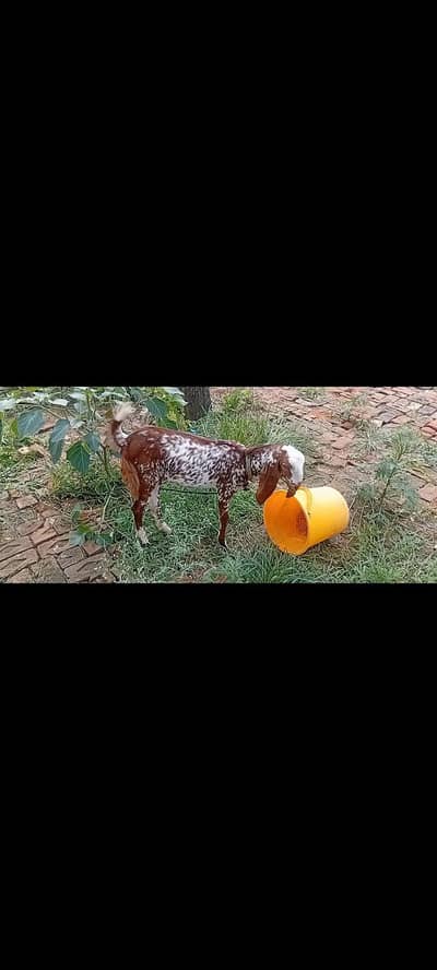 پتھ فار سیل