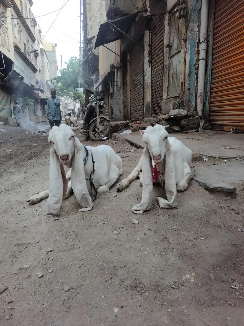 gulabi bakry — photo 5