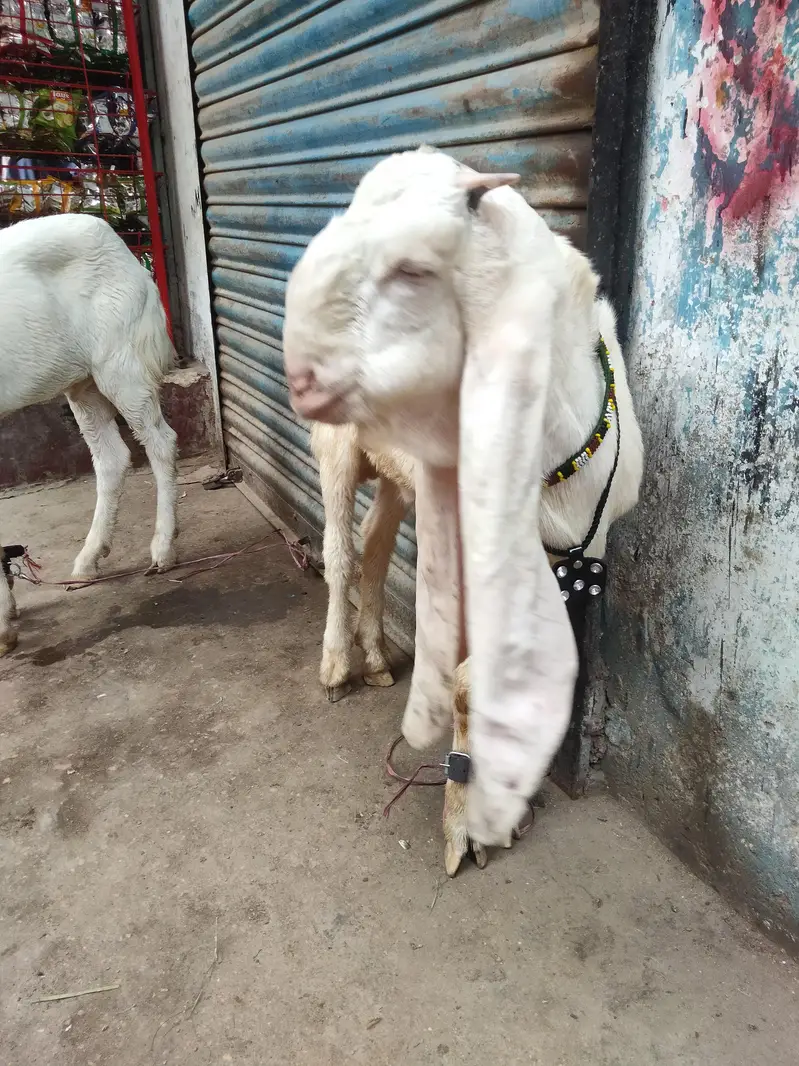 gulabi bakry — photo 8