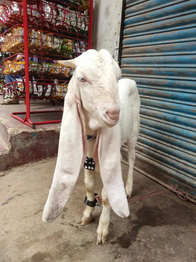 gulabi bakry — photo 9