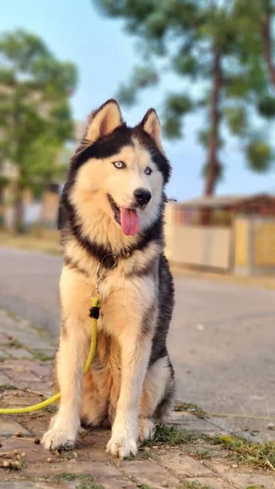 1 female breeder husky with two 7 month puppy one female one male