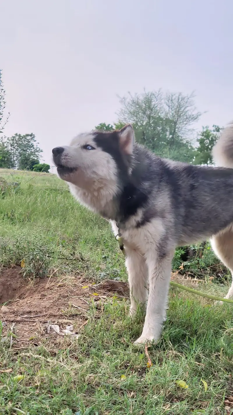 1 female breeder husky with two 7 month puppy one female one male — photo 2