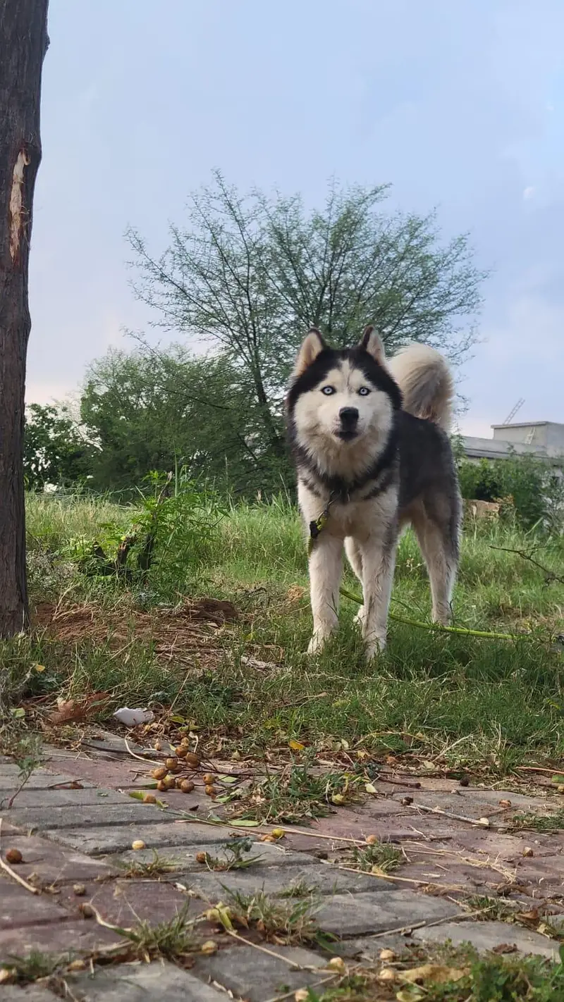 1 female breeder husky with two 7 month puppy one female one male — photo 3