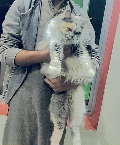 Beautiful Breeder Persian