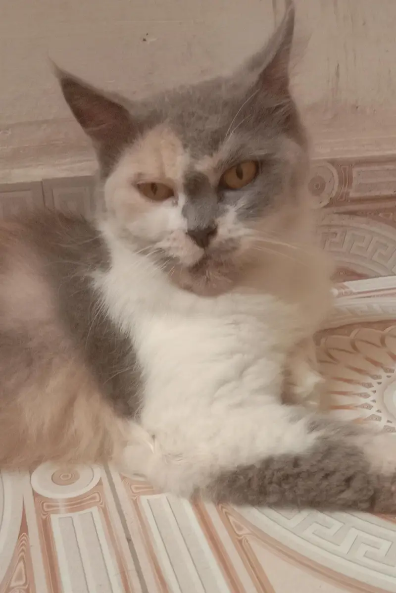 Beautiful Breeder Persian — photo 2