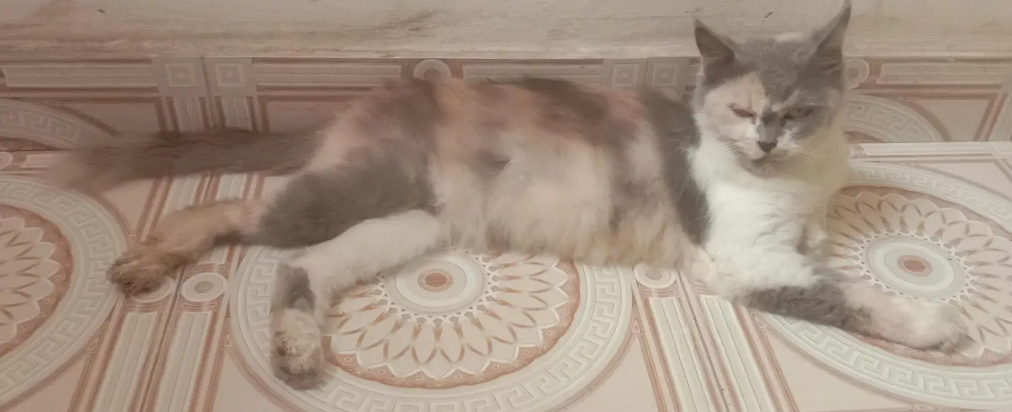 Beautiful Breeder Persian — photo 3