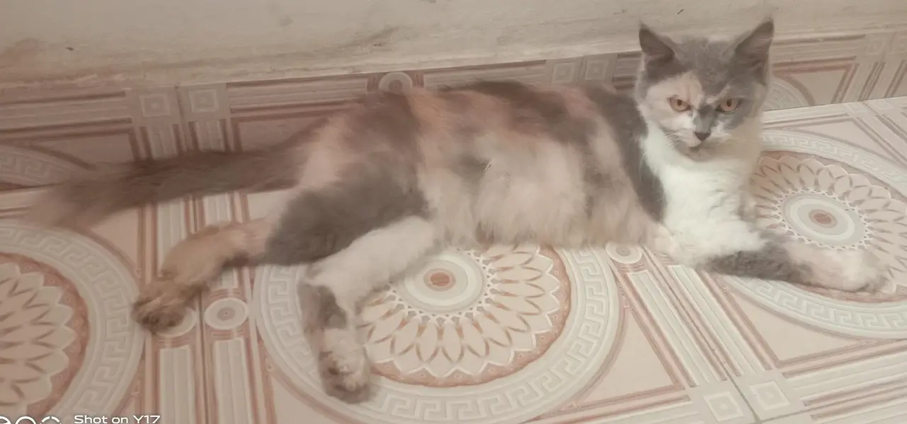 Beautiful Breeder Persian — photo 4