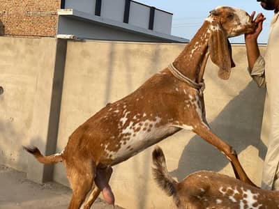 Breeder Makhi cheeni female for sale with male bacha