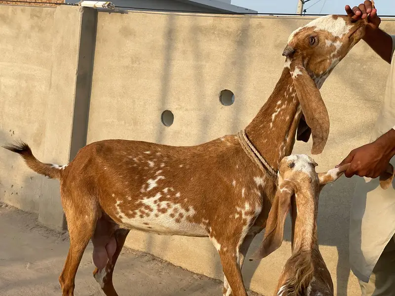 Breeder Makhi cheeni female for sale with male bacha — photo 2