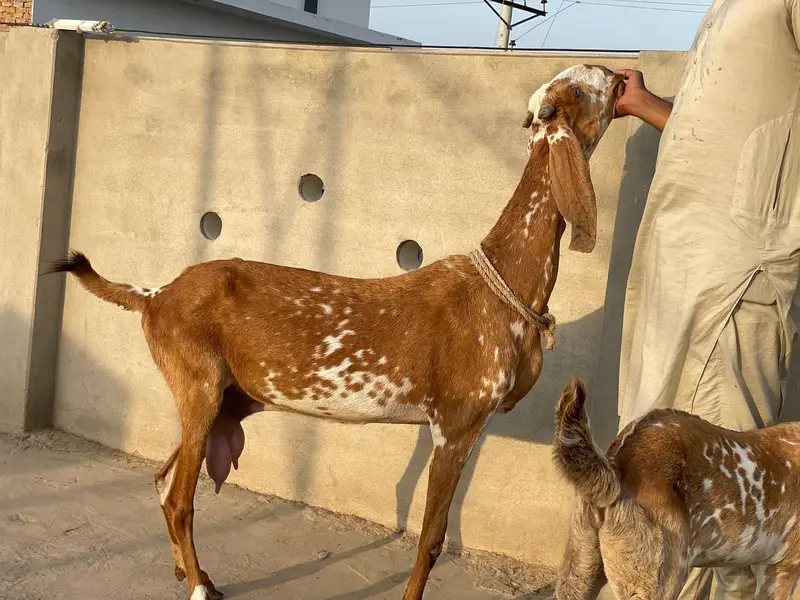 Breeder Makhi cheeni female for sale with male bacha — photo 3