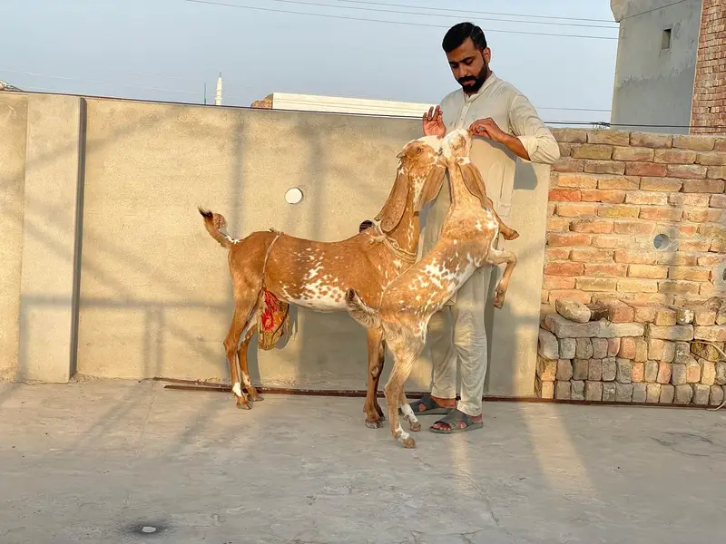 Breeder Makhi cheeni female for sale with male bacha — photo 4