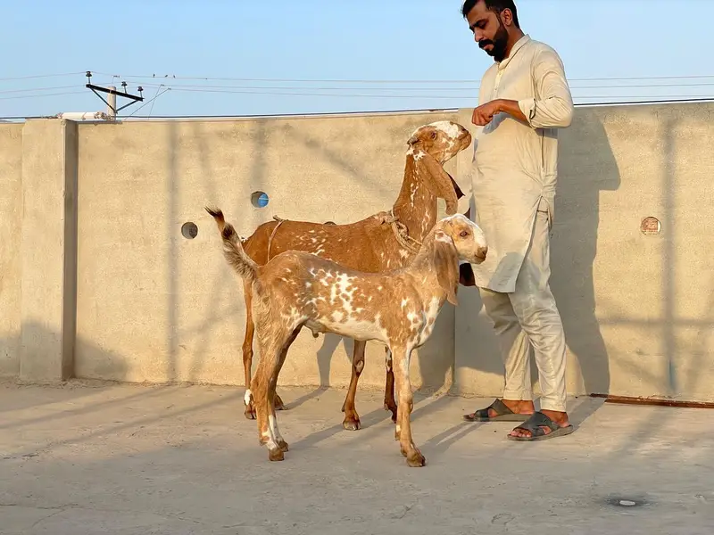 Breeder Makhi cheeni female for sale with male bacha — photo 5