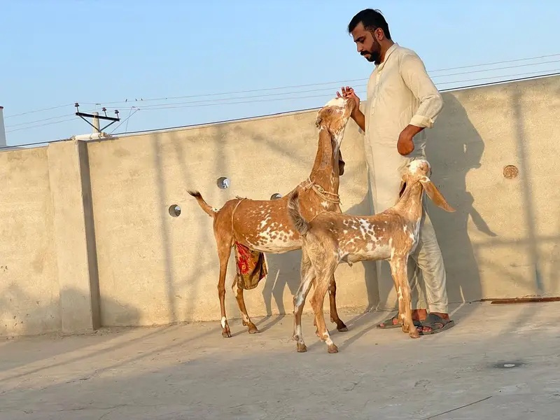 Breeder Makhi cheeni female for sale with male bacha — photo 6