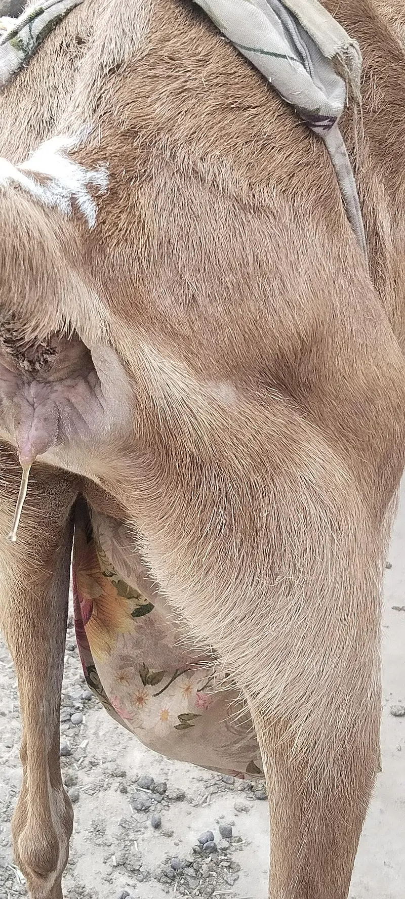 Breeder Makhi cheeni female for sale with male bacha — photo 8