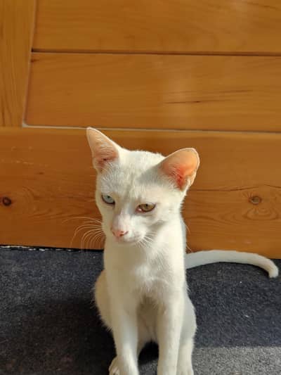 Beautiful Turkish Angora Male Cat – White with Different Colored Eyes