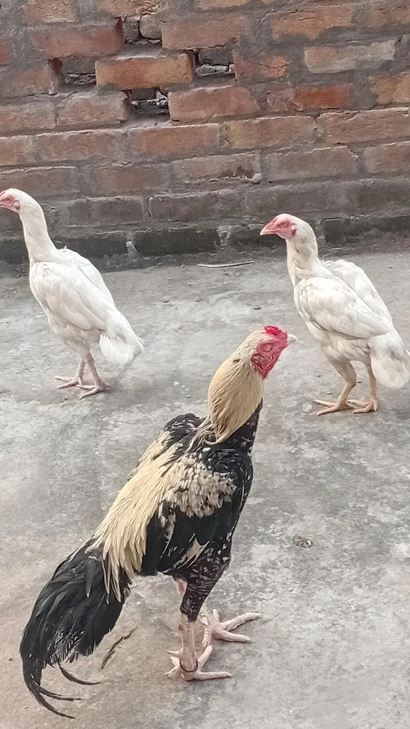 aseel hi quwaiti — photo 2