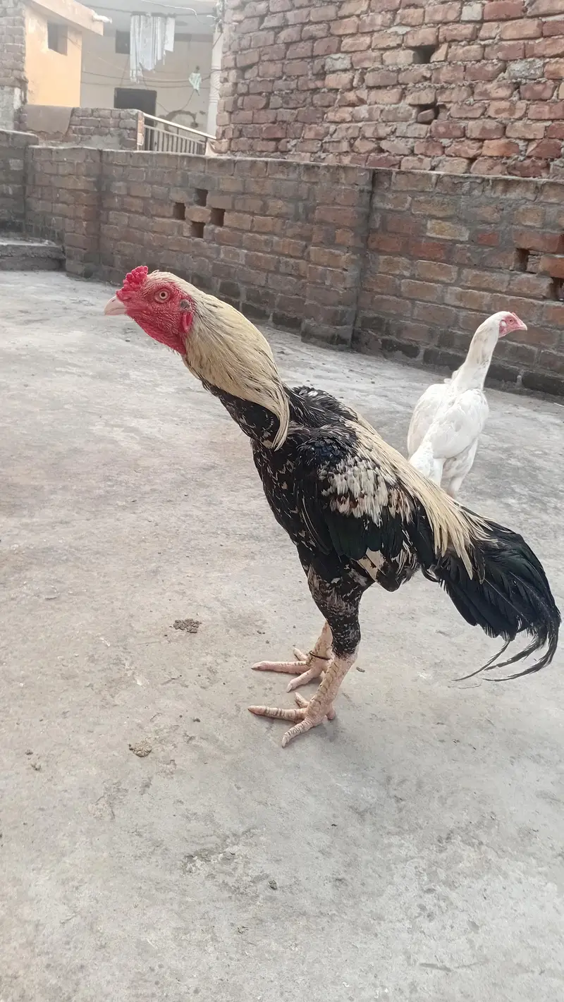 aseel hi quwaiti — photo 6