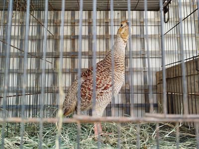 Teetar Pair for sale