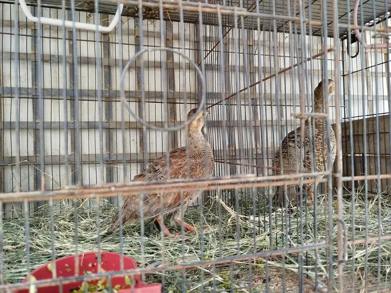 Teetar Pair for sale — photo 5